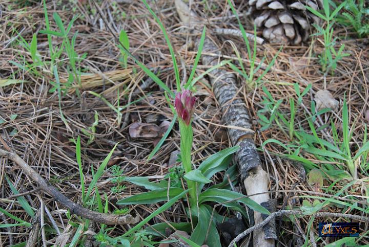 orchis papilionacea in fase di sbocciatura.JPG